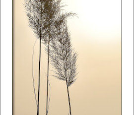 Foto Blinds